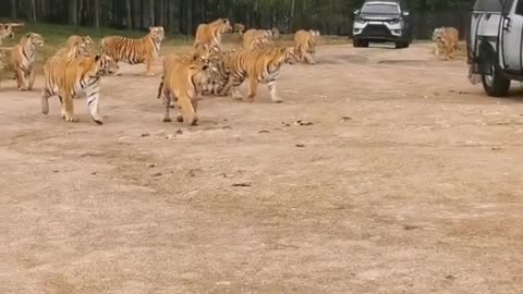 Tiger get the Food in Zoo Ep 01
