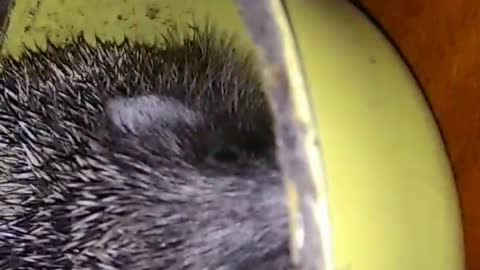 Hedgehog in plate