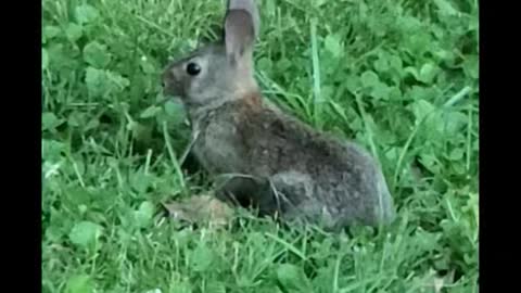 Showing off that Cottontail.