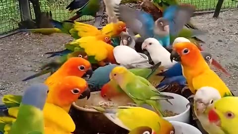 Nature colour of parot