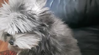 Grey and white dog getting pet in sofa by owner