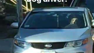 Dog Decides Its Time To Go For A Joy Ride