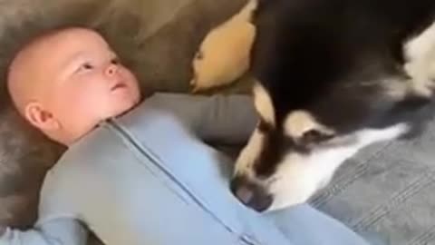 This Dog literally tickles her baby to get him to 🤣giggle