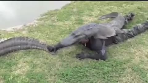 Funniest Thing You Will Watch Today! (Crocodile Man)