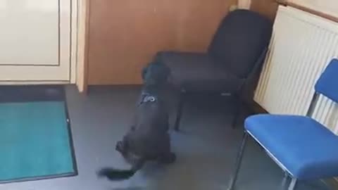 Badger, el cocker spaniel abandonado en un balde, ahora es un excelente rastreador de la Policía