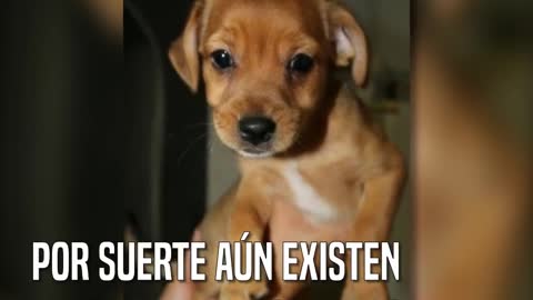Melo, el cachorrito que fue abandonado con su cartilla de vacunas en Murcia