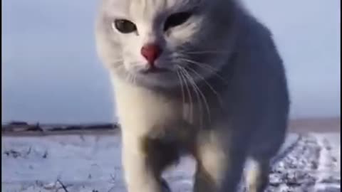 White Cat Walking on Snow