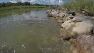 THIS DOG LOVES TO SWIM!