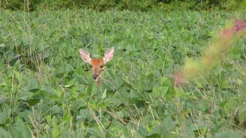White tailed young deer feeding on beans in the farm field
