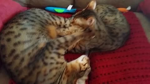 Pair of Bengal cats adorably massage each other