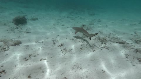 beautiful picture in under water shark blue shark