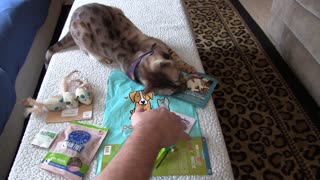 Pet Treater Monthly Mystery Bag for Cats Review - April 2020