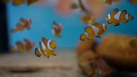 School Of Clownfish Nursery Tropical Fish Colourful Marine Cute Animal