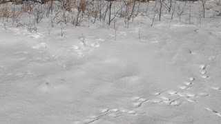 Cutting wood in the snow