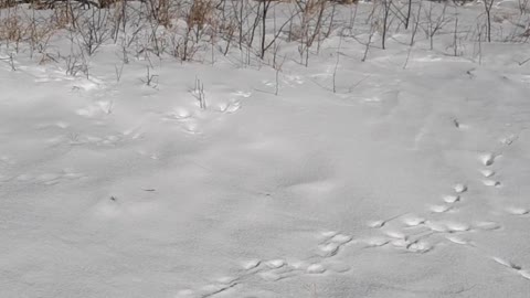 Cutting wood in the snow