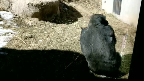Feisty Female Gorilla Runs In Swinging And Leaves Just The Same