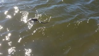 Bonnet head shark