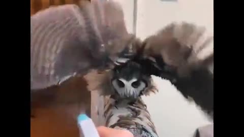 Owl takes a shower