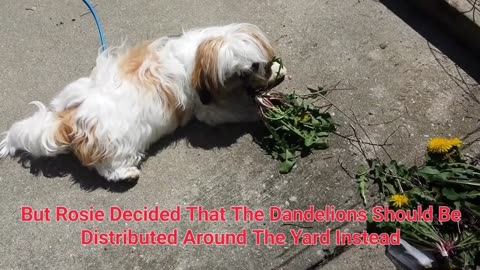 Rosie And The Dandelions (Featuring Rosie The Shihtzu)