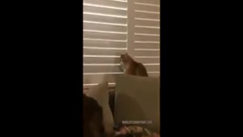 cat wants to look out the window but his owner doesn't