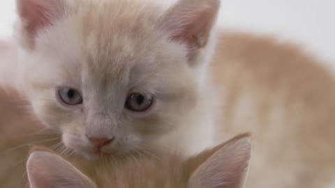 white kitten