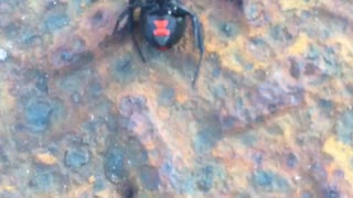 Black widow spider