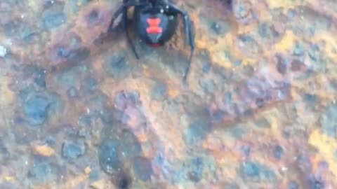 Black widow spider