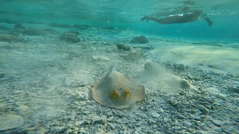 This Amazing Stingray uses sand to camouflage itself