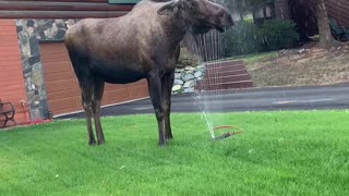 Moose Makes The Most Of Garden Sprinkler