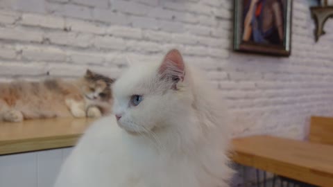 Yellow and Blue eye white Cat