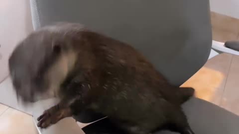 Splash the Dancing Otter