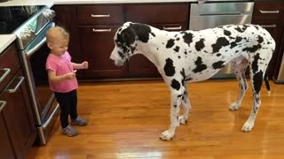 Giggling Toddler Holds Treat In Her Tiny Fist, Tells Giant Dog What To Do Until He Listens