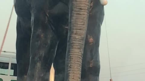 Elephant in Dubai on road