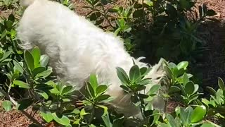 Dog Chasing Lizards Westie