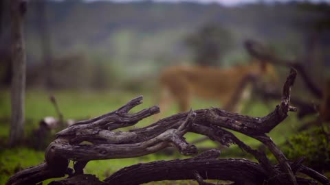 Tiger census facing uncertainty due to delayed fund disbursement