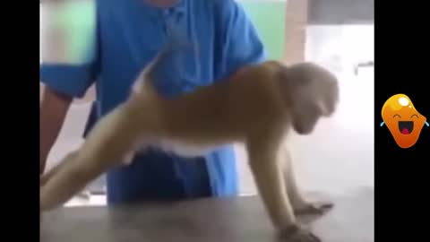 MONKEY FITNESS