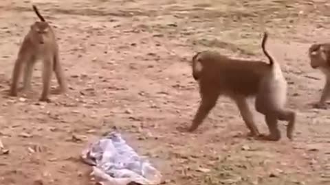 Funny monkey. This is the best funny monkey video.
