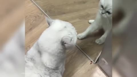 Funny and Cute Cats Videos #144