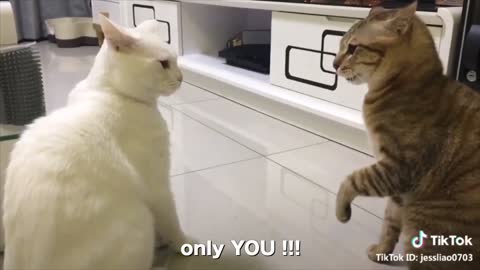 random talking cats