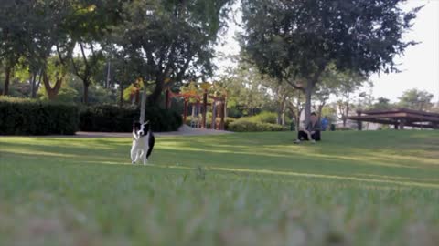 Dog Playing in the Park