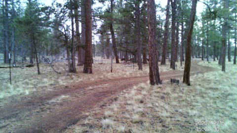 Some deer in central Oregon