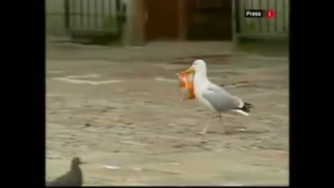 Clever seagull walks into store for steals