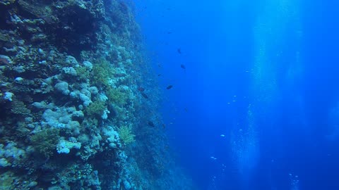 Red Sea SCUBA Diving - Wall Dive