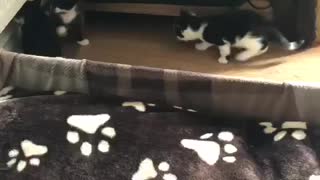 Kittens Fighting In Corner