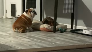 Angry Bulldog Bullies Sister for Dog Bed