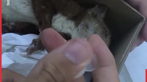 Lad helps squirrel having a seizure