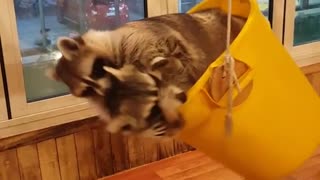 Raccoon Bucket Swing