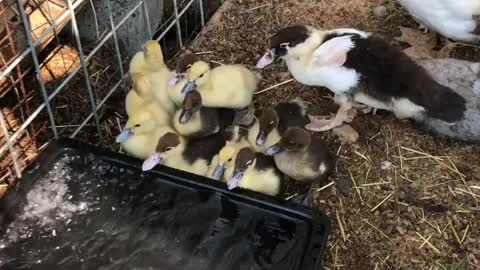 Baby ducks like water