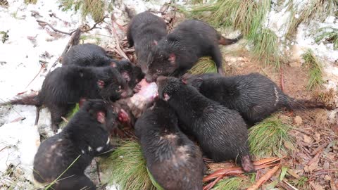 Tasmanian Devils Spend Time in Snow