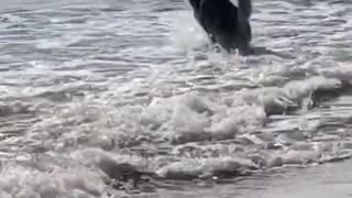 FunnyDogToday, Husky rushing to the sea